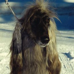 Rufus - Afghan Hound