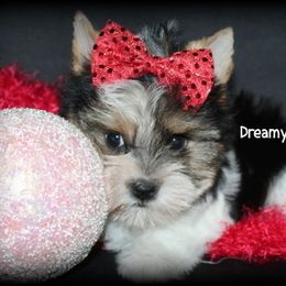 AKC Daisy Duke - Parti female Yorkshire Terrier puppy in Kennesaw, Georgia from Dreamy Pups