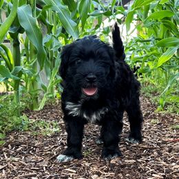 Portuguese Water Dog Puppies from Yellowstone Porties