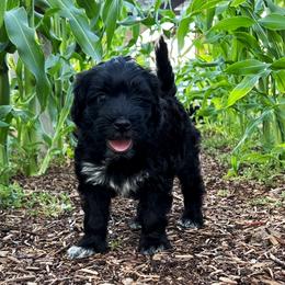Portuguese Water Dog Puppies from Yellowstone Porties
