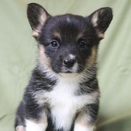 Drizzle - Black and tan female Pembroke Welsh Corgi puppy in Plains, Montana from Diamond Corgis