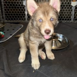 Siberian Husky Puppies from Southern Siberian Huskies of SW Florida