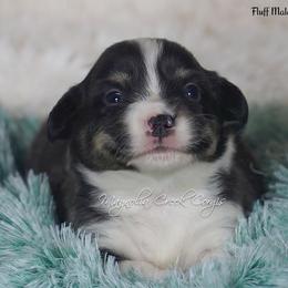 American Corgi and Pembroke Welsh Corgi Puppies from Magnolia Creek Corgis