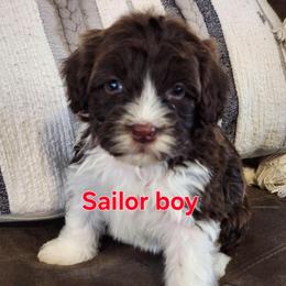 Sailor - Brown and white male Portuguese Water Dog puppy in Narvon, Pennsylvania from Prized Family Porties