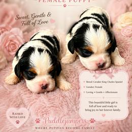 Tammy - Tri-color female Cavalier King Charles Spaniel puppy in Walterboro, South Carolina from Puddlejumpers