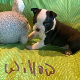 Willow - Seal brindle and white female Boston Terrier puppy in Brown City, Michigan from Mae Boston Terriers