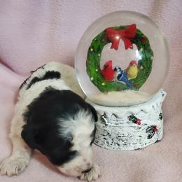 Minnie - Black and white female Sheepadoodle puppy in Bellevue, Iowa from Fluffy Wonders Poms and Doodles