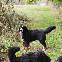 Donnie - Bernese Mountain Dog
