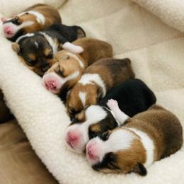 Pembroke Welsh Corgi Puppies from Mount Garfield Corgis