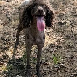 Nixie - Poodle
