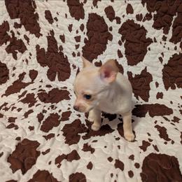 Nacho - Fawn and white male Chihuahua puppy in Amity, Pennsylvania from Baxters Chihuahuas