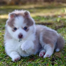 Solo - Lavender male Pomsky puppy in Denham Springs, Louisiana from Bayouland Pomskies