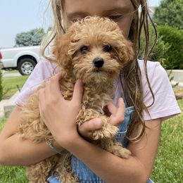 Cavachon, Cavalier King Charles Spaniel, and Cavapoo Puppies from Cavachon Love
