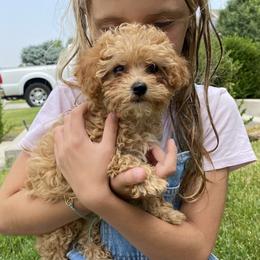 Cavachon, Cavalier King Charles Spaniel, and Cavapoo Puppies from Cavachon Love