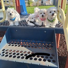 Maltese All Grown Up from Puppy Promise