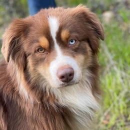 Cedar - Miniature Australian Shepherd