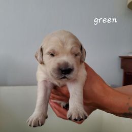 Golden Retriever Puppies from Lakeside Goldens