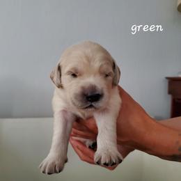 Golden Retriever Puppies from Lakeside Goldens
