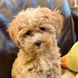 Rosie - Apricot female Maltipoo puppy in Lancaster, South Carolina from 3 Bs Havanese-PUPPIES with  PURPOSE