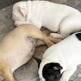 Brussels Griffons, Chihuahuas, and French Bulldogs from BZB Griffs