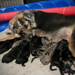 Boy 4 - Black and tan male Assorted Doodle Crosses puppy in Kansas City, Missouri from Beary GoldenDoodles