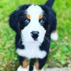 Bernese Mountain Dogs from Blacksburg Berners