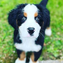 Bernese Mountain Dogs from Blacksburg Berners