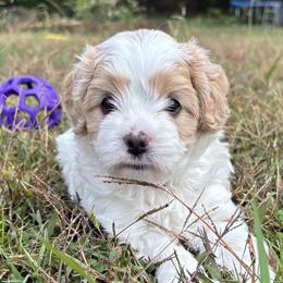 Cavapoos from Christian Cavapoos