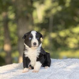 Life - Black & white female Australian Shepherd puppy in Argyle, Iowa from Country Time Kennels