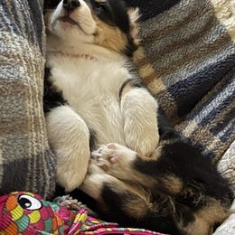 Pembroke Welsh Corgi Puppies from Loves Classic Corgis