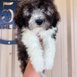 Cricket - male Sheepadoodle puppy in Sulphur Bluff, Texas from V6 Ranch Dogs