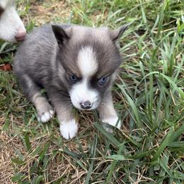 Pomsky Puppies from Fluff and Feathers