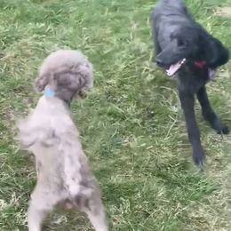 Poodles from Kivalo Poodles