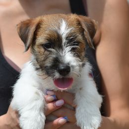 Paige Boy 2 - White and tan male Russell Terrier puppy in Middletown, Virginia from DBF Russell Terriers