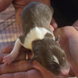 Red White Boy - White and red female Border Collie puppy in Bradley, South Carolina from DiCola Farm