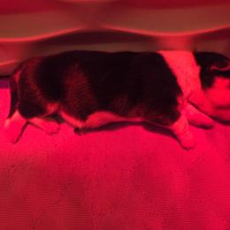 Girl 1 - Black and tan female Pembroke Welsh Corgi puppy in Lewisberry, Pennsylvania from Salted Rim Corgis