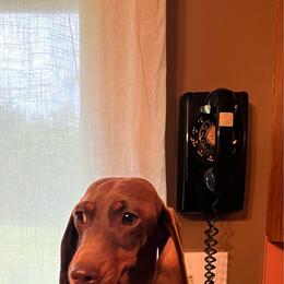 Piper - Chocolate and tan female Dachshund puppy in Milroy, Pennsylvania from Not Your Average Weiner