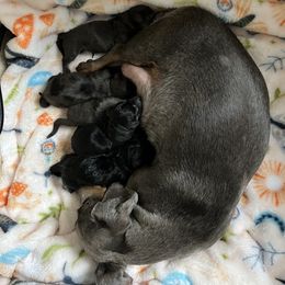 Dachshund puppies from Morgan’s Dapper Dachshunds