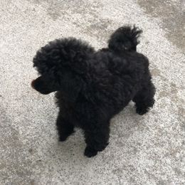 Poodle Puppies from Karamba Toy Poodles