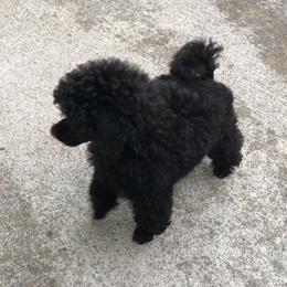 Poodle Puppies from Karamba Toy Poodles