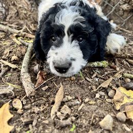 Bernedoodle and Goldendoodle Puppies from Central Texas Doodles, LLC.