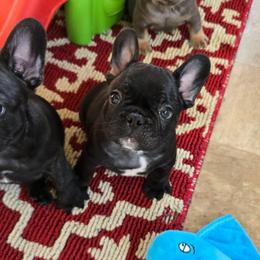 Lil Dicky - Brindle male French Bulldog puppy in Wisconsin from Shameless Bulldogs LLC