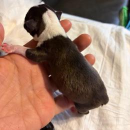 Black collar boy - Black brindle and white male Boston Terrier puppy in Sunnyside, Washington from Boston Terriers