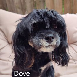 Dove - Lhasa Apso