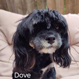 Dove - Lhasa Apso