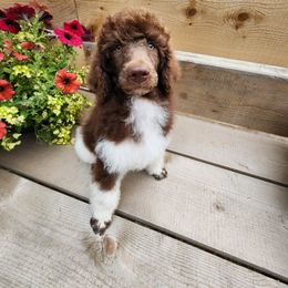 Poodle Puppies from Joyful Paw Poodles