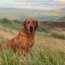 Angus - Labrador Retriever