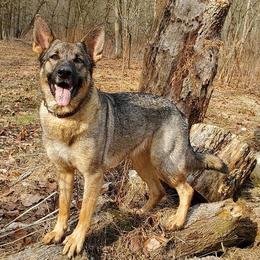 German Shepherds from Melissa's German Shepherds
