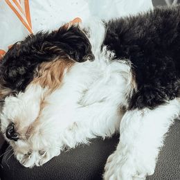 Bernedoodles from Pavey’s Doodle & Berner Babies