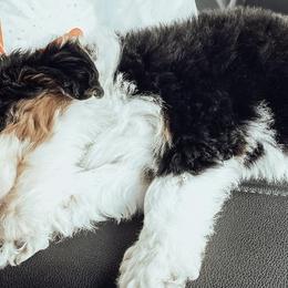 Bernedoodles from Pavey’s Doodle & Berner Babies